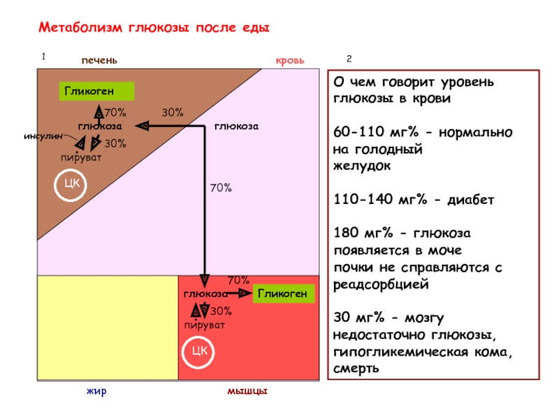 Уровень глюкозы через час после еды. Метаболизм Глюкозы после еды. Глюкоза после еды. Метаболизм Глюкозы в крови. Уровень сахара после еды.