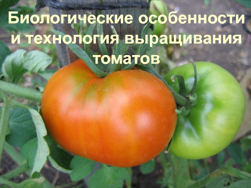 Биологические особенности
и технология выращивания
томатов