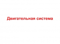 Двигательная система сенсорный отдел 