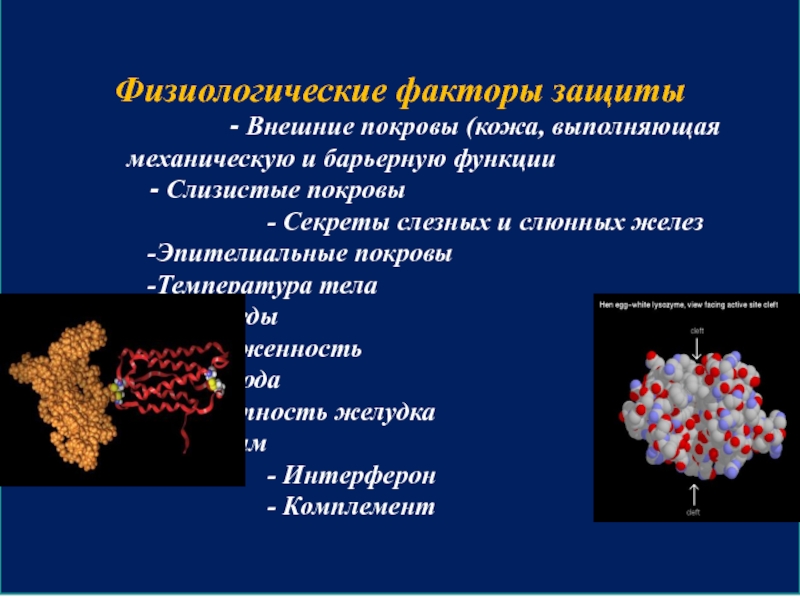 Лизоцим интерферон