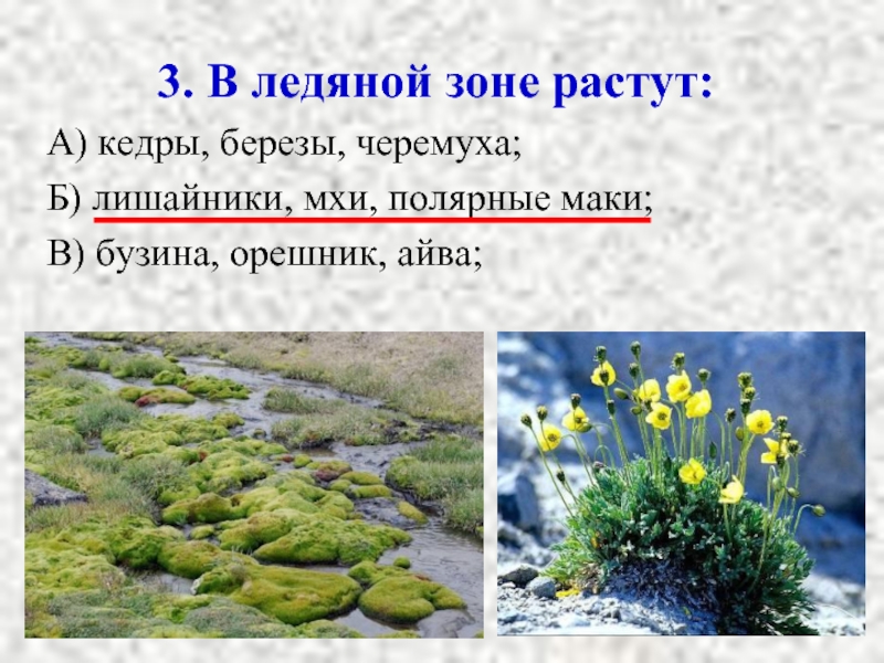 В какой растительной зоне. Мхи лишайники Полярный Мак. В ледяной зоне растут. Растения ледяной зоны. Растения и лишайники ледяной зоны.