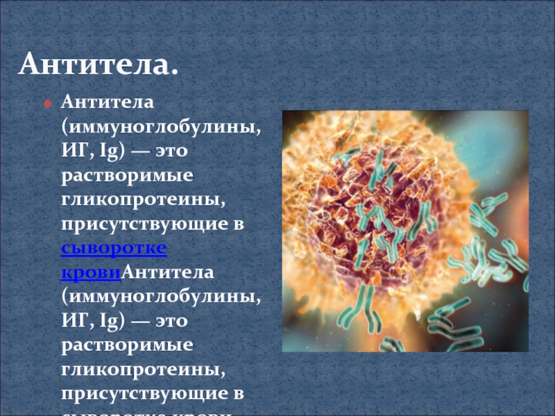 Антитела.Антитела (иммуноглобулины, ИГ, Ig) — это растворимые гликопротеины, присутствующие в сыворотке кровиАнтитела (иммуноглобулины, ИГ, Ig) — это растворимые гликопротеины,