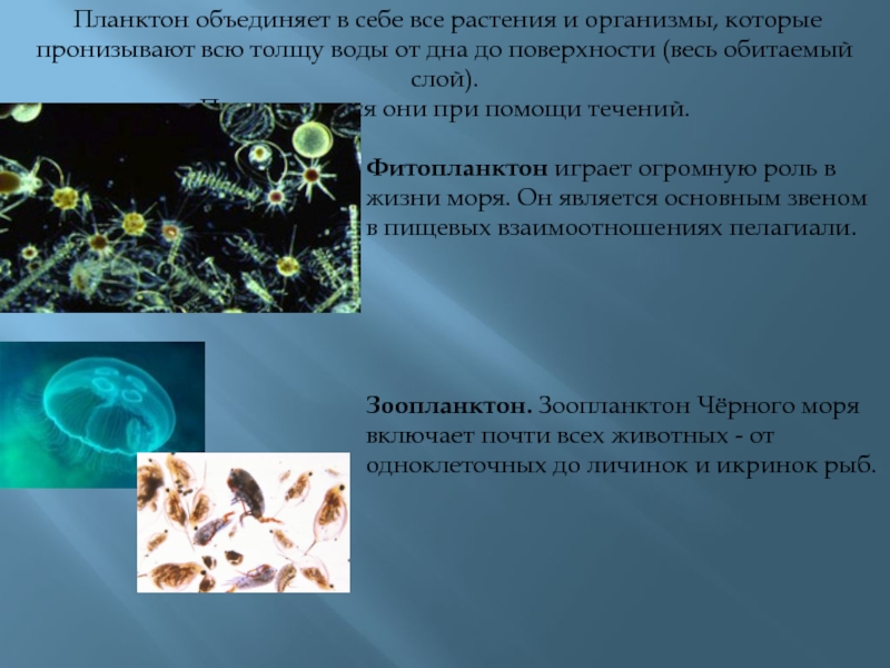 Фитопланктон образуют. Планктон в толще воды. Фитопланктон. Роль планктона в водоемах. Фитопланктон выделяет.