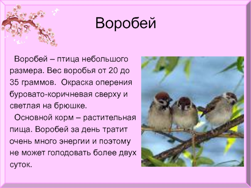 Забавные у птиц встречаются имена впр. Интересные факты о воробьях. Доклад про воробья. Описание воробья. Воробей описание птицы.