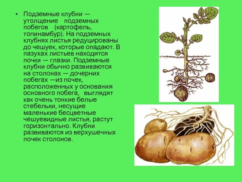 Почему клубень картофеля считают клубнем. Подземные клубни. Подземные клубни картофеля. Почки клубня картофеля. Описание клубня картофеля.