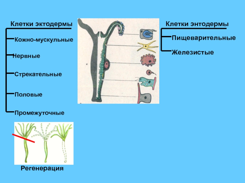 Кожно мускульная клетка гидры рисунок