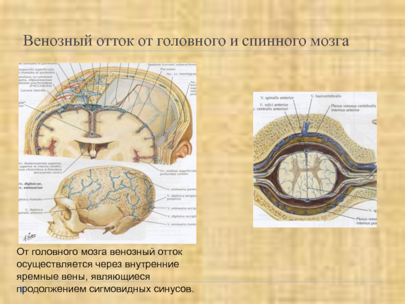 Фиброзная оболочка строение. Нормы венозного оттока головного мозга.