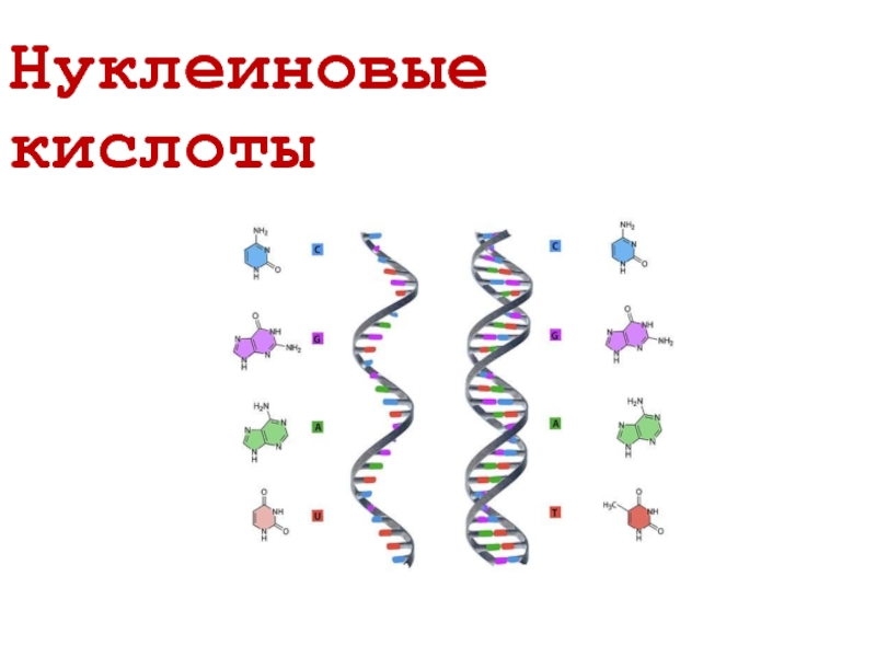 Презентация Нуклеиновые кислоты