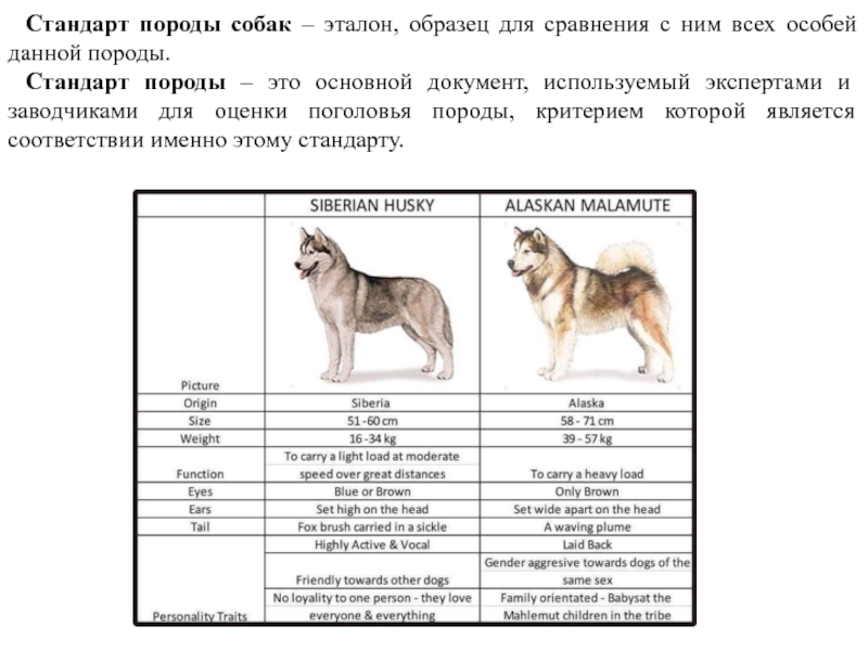 Стандарт породы собак – эталон, образец для сравнения с ним всех особей данной