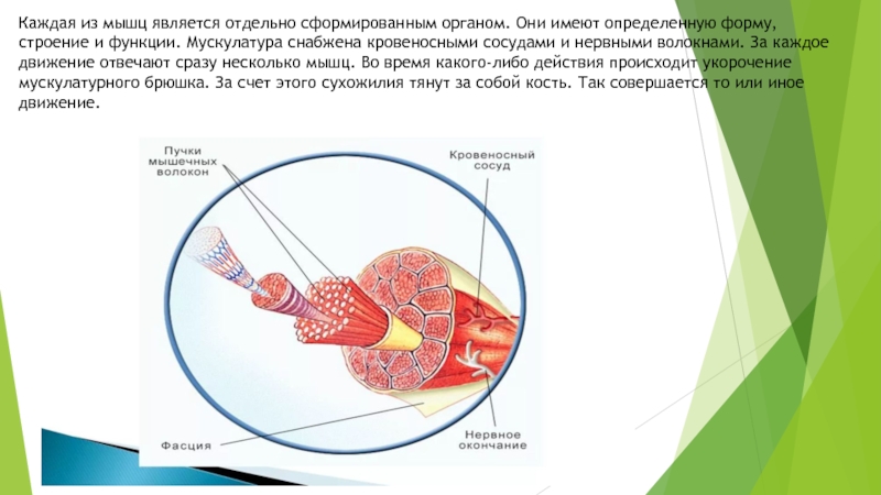 Мышцы являются. Их функцией мышечных органов является. Мышцы считаются органом. Мышцы входящие в состав внутренних органов сформированы. Основой мышц являются.