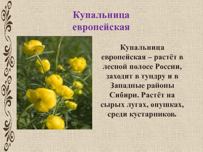 Купальница праздник картинки