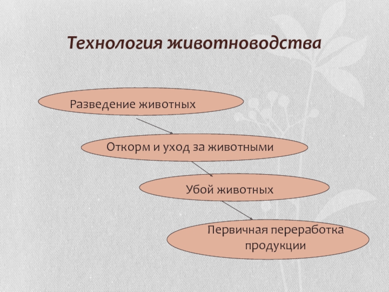 Животноводство как технология выращивания животных 6 класс презентация по технологии