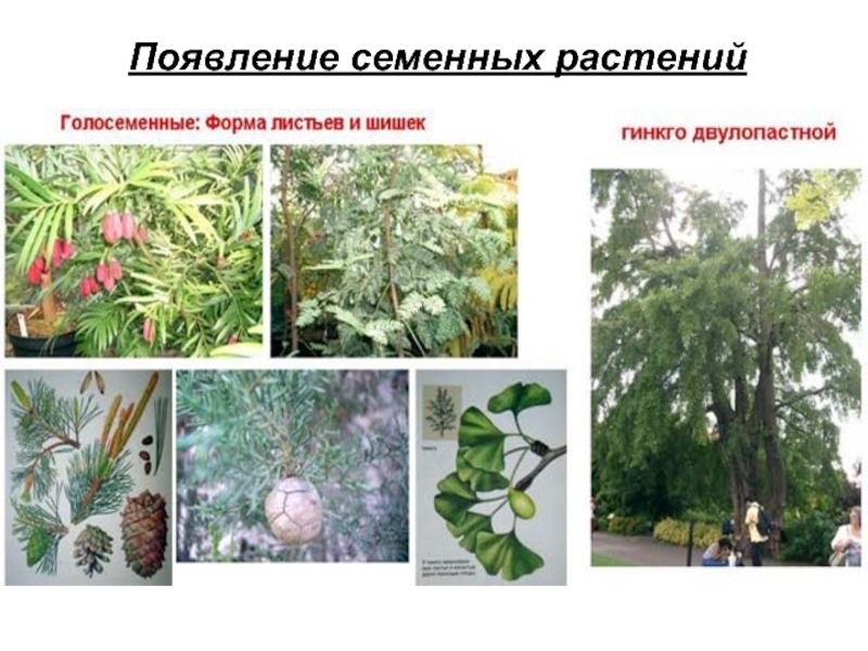 Появление семенных растений