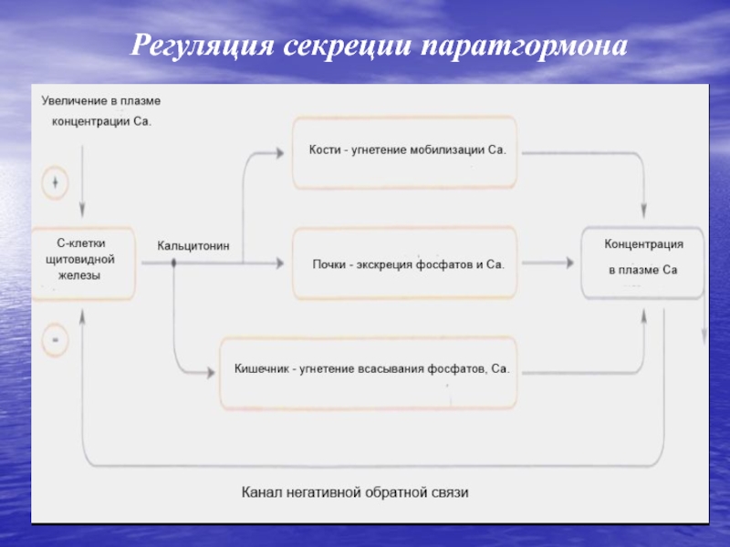 Механизм действия кальцитонина схема