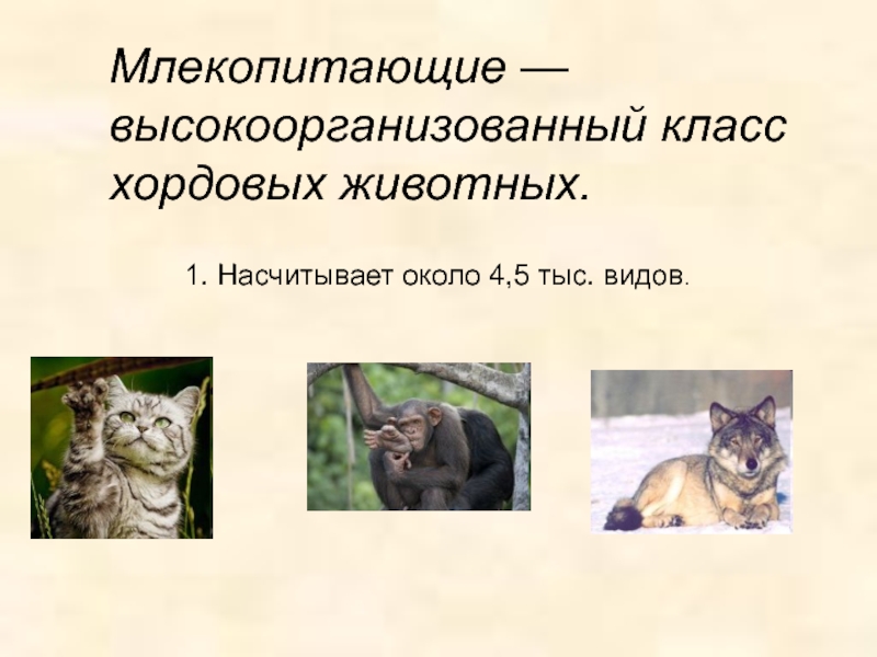 Почему млекопитающие нуждаются в охране. Класс млекопитающие. Высокоорганизованные животные примеры. Почему млекопитающие теплокровные. Особенности млекопитающих как высокоорганизованных животных.