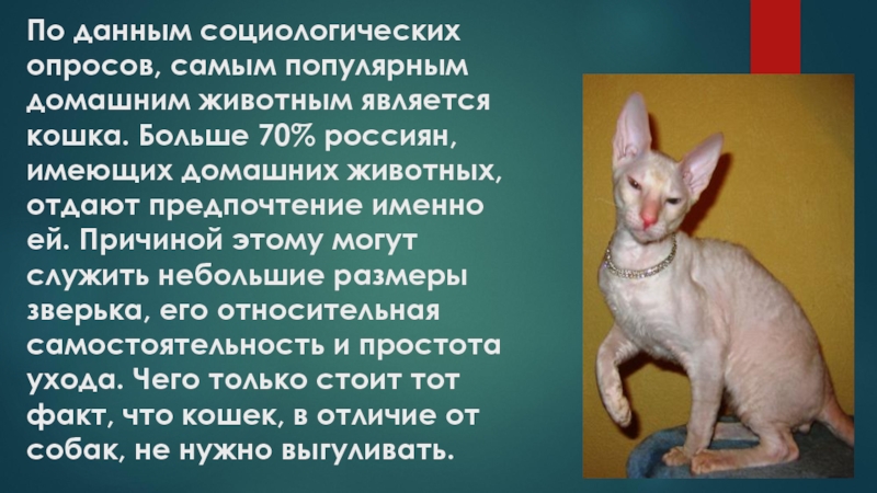 По данным социологических опросов, самым популярным домашним животным является кошка. Больше 70% россиян, имеющих домашних животных, отдают