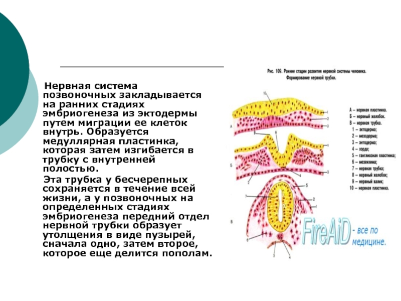 Образование кишечной трубки закладка нервной трубки формирование