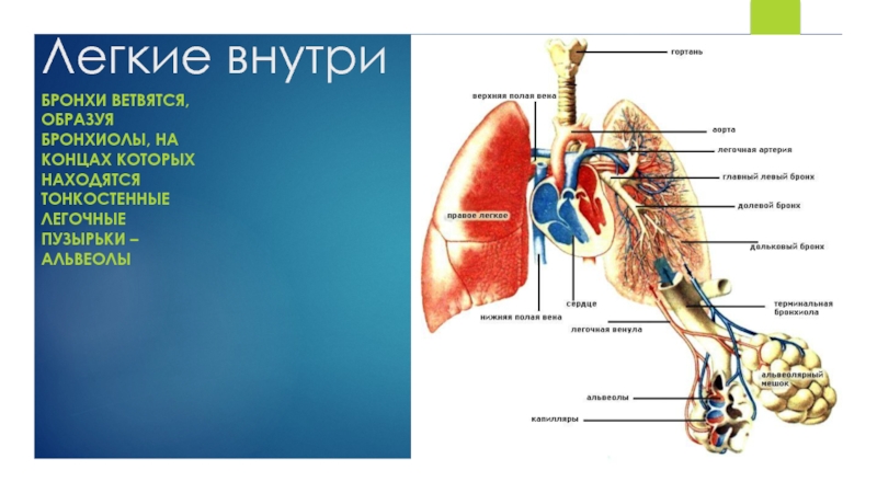 Содержит бронхи и бронхиолы. Лёгкие и бронхи. Альвеолы и бронхиолы в легких. Легкие бронхи альвеолы. Где бронхи и легкие.