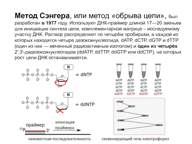 Методы генетики человека презентация