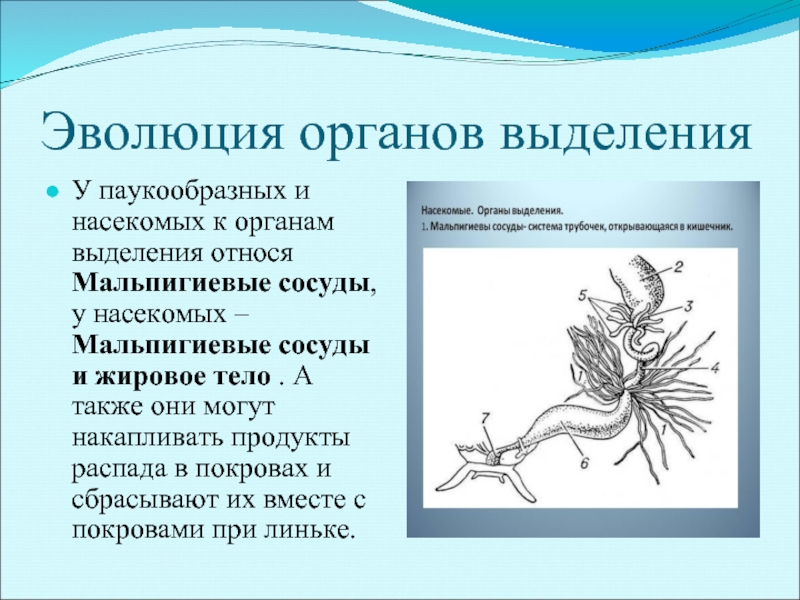 Эволюция выделительной системы у животных презентация