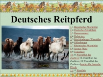 Немецкие породы лошадей