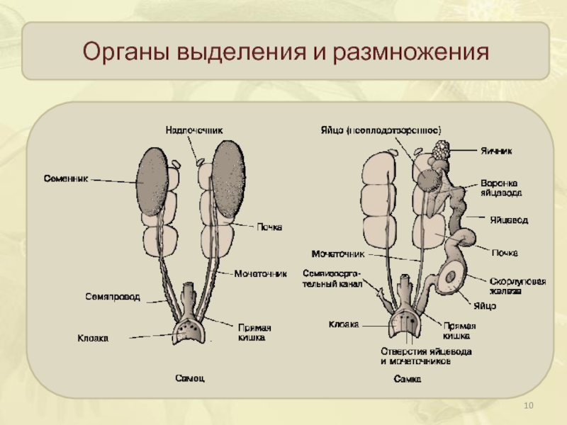 Система органов размножения человека презентация 8 класс