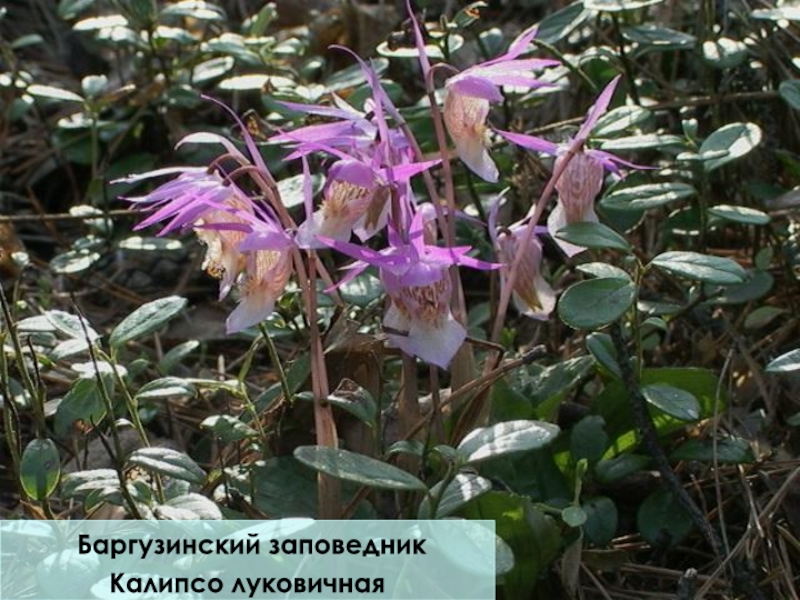 Растения баргузинского заповедника фото и названия