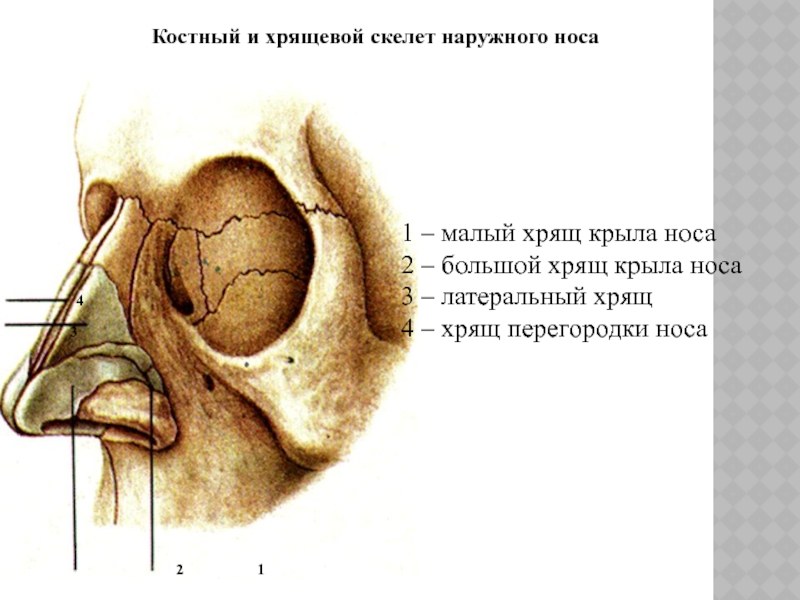 Строение носа перегородка в картинках носовая