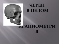 Череп в целом Краниометрия