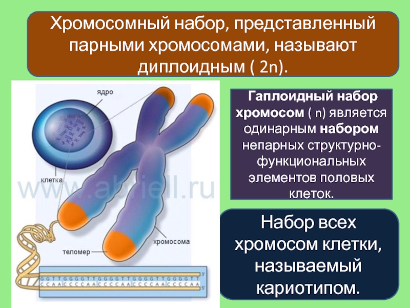 Хромосомы эукариотической клетки. Эукариотическая клетка хромосомы. Субмикроскопическое строение хромосом. Парные хромосомы называются