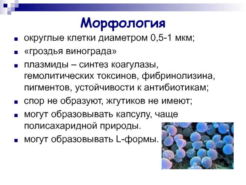 Кокки располагающиеся в виде гроздьев винограда