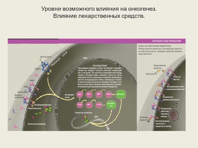 Возможные действия. Хайкин уровни лечебного воздействия.