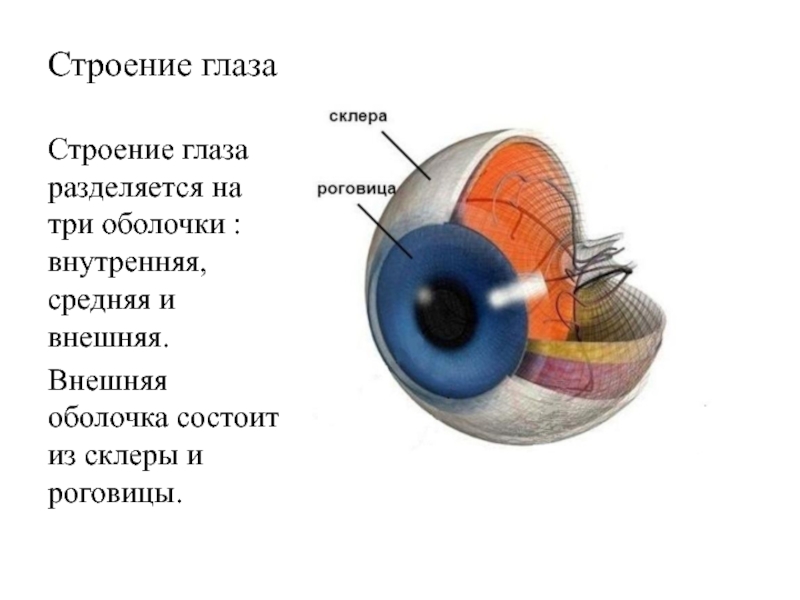 Склера глаза картинка