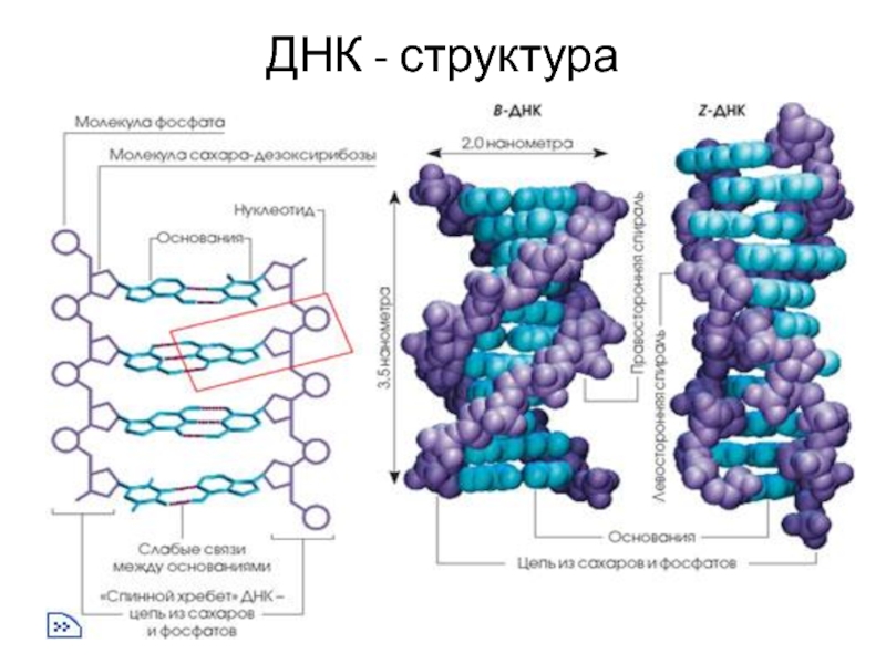 Третичная структура днк. Структура ДНК. Фосфатная группа ДНК. Альфа структура ДНК. Состав молекулы ДНК.