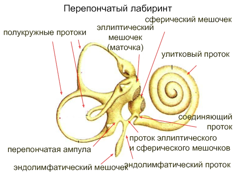 3 отдела улитки. Перепончатый Лабиринт внутреннего уха анатомия. Перепончатый Лабиринт внутреннего уха строение. Перепончатый Лабиринт улитки внутреннего уха. Улитка уха перепончатый Лабиринт.
