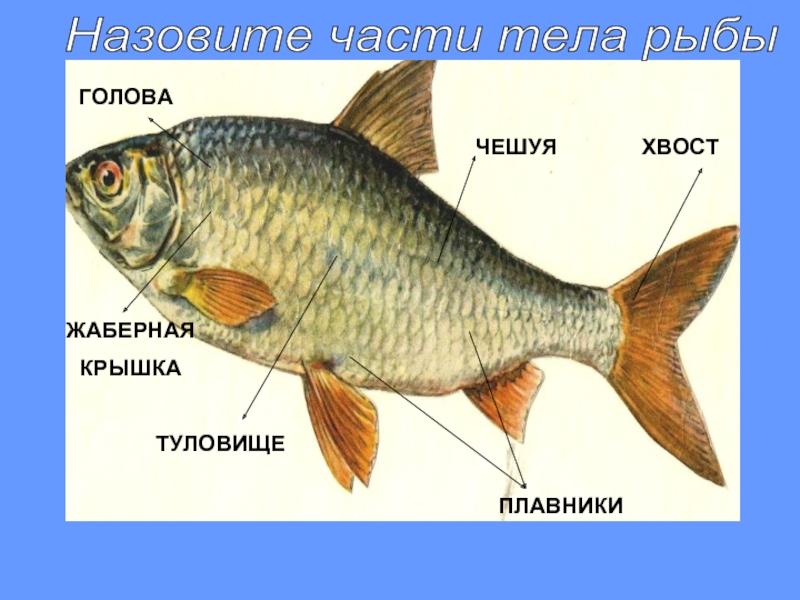 Организм рыбы. Части тела рыбы. Строение частей тела рыбы. Части тела рыбы для дошкольников. Строение туловища рыбы.