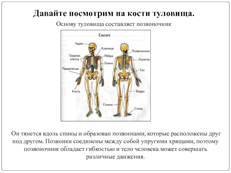 Основа внутреннего скелета. Основу туловища составляет. Карточка скелет 2 класс. Доклад 3 класса по физкультуре на тему скелет человека. Урок 3 класс физра про скелеты.