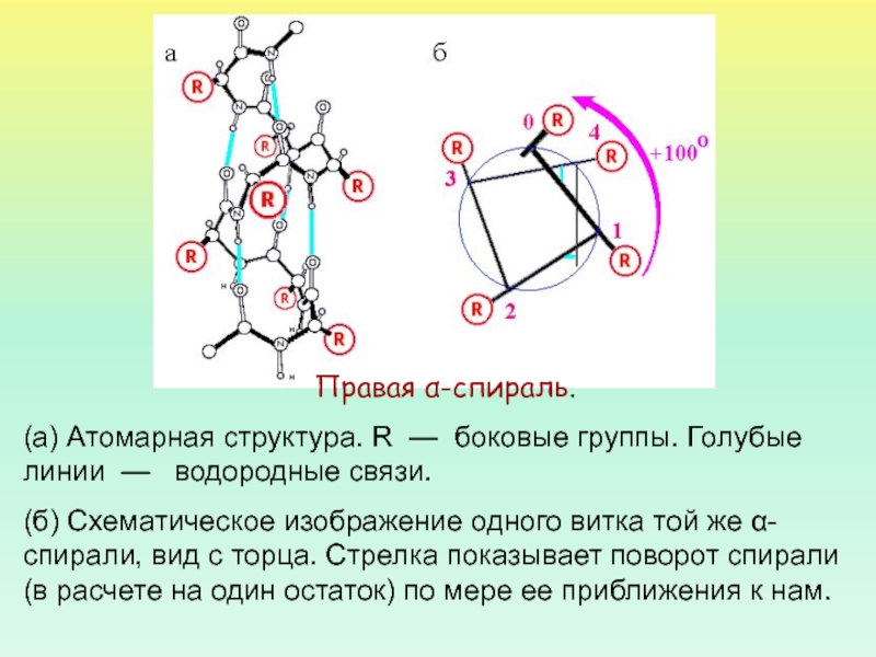 Латеральная группа. Атомарная структура. Спиральная пространственная форма структура белка. Правая спираль вращения структура. Α-спираль-поворот-α-спираль.