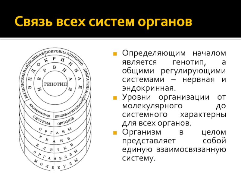 Система органов определение 3. Система органов определение 3