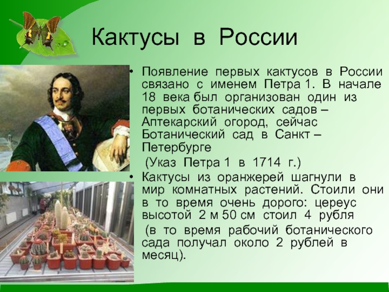 Кактусы в РоссииПоявление первых кактусов в России связано с именем Петра 1. В начале 18 века был
