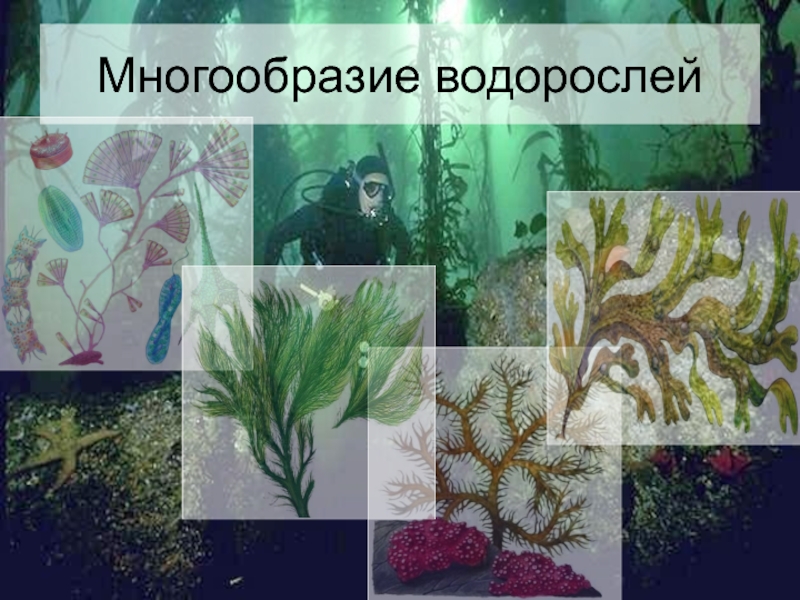 Разнообразие водорослей 6 класс