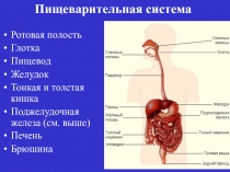 Л 8 пищеварит сис.ppt