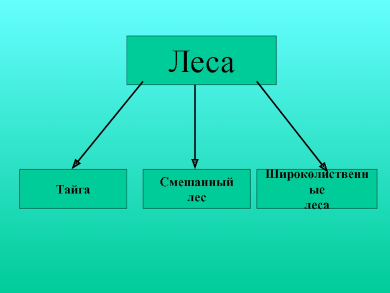 Зона лесов 4. Схема зоны лесов. Зона лесов 4 класс. Леса России схема. Зона лесов Тайга 4 класс.