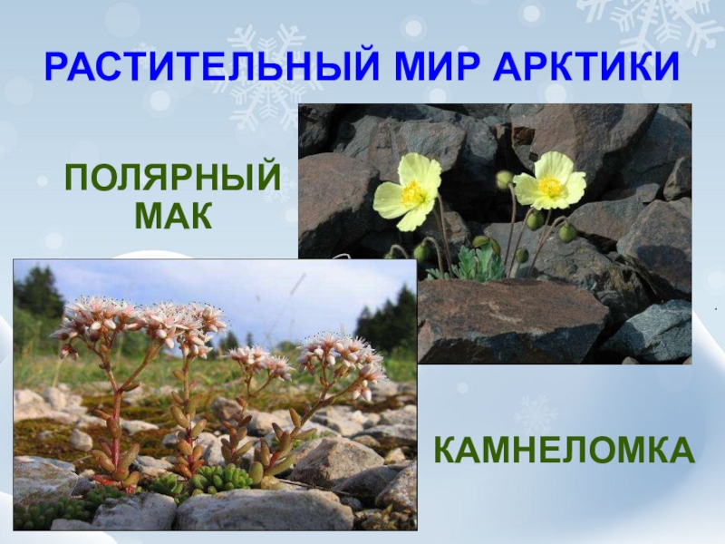 Какие растения есть в арктике. Растения Арктики Полярный Мак камнеломка. Полярная камнеломка. Полярный Мак арктических пустынь. Камнеломка в арктической пустыне.