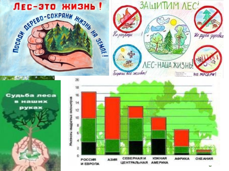 Почему нужно беречь лес