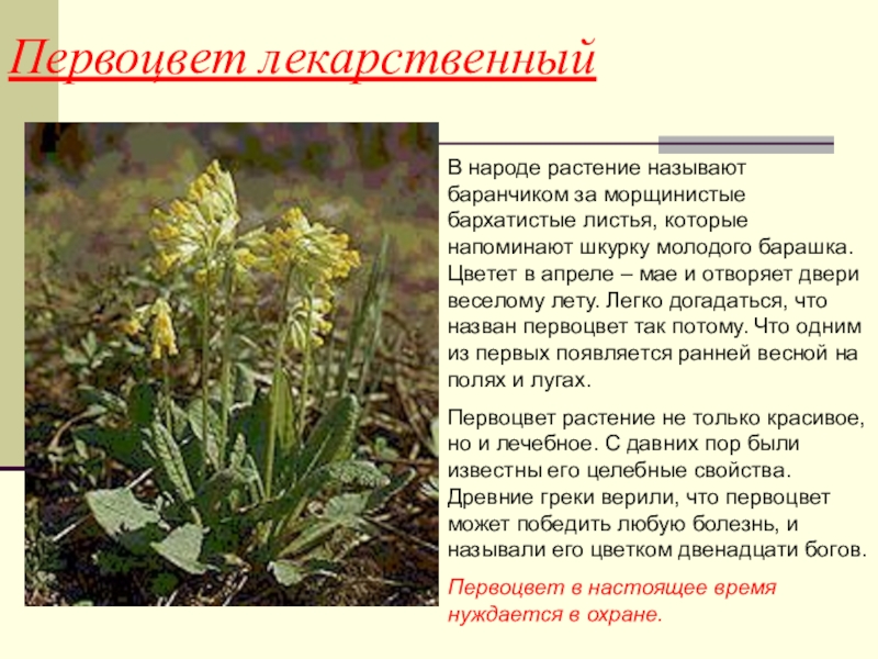 Трава первоцвет весенний фото и описание