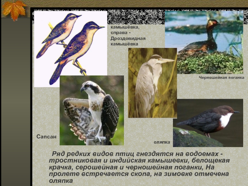 Ряд редких видов птиц гнездятся на водоемах - тростниковая и индийская камышевки, белощекая