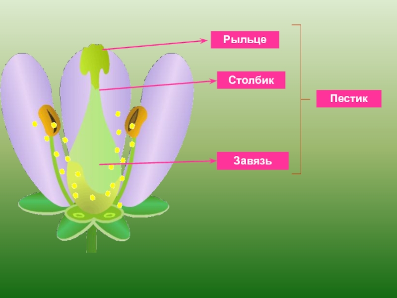 Чашелистик тычиночная нить рыльце покажите стрелками. Пестик рыльце столбик завязь. Строение завязи пестика цветка. Рыльце пестик завязь биология 6. Строение рыльца цветка.
