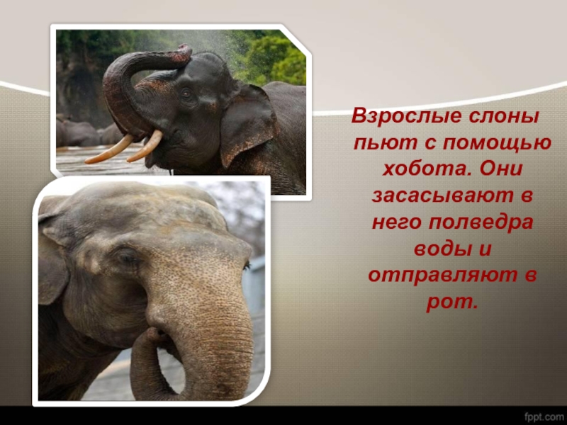 Почему слона назвали слоном