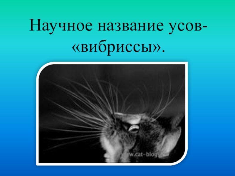 Для чего кошкам усы. Зачем коту усы. Вибриссы строение. Кошачьи усы строение. Для чего нужны Вибриссы.